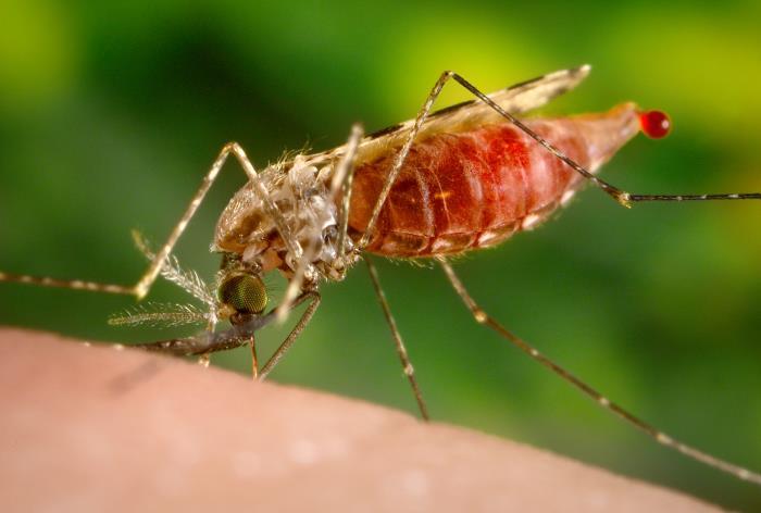 Image of an Anopheles quadriannulatus mosquito, a vector for malaria, in the process of obtaining a blood meal through its sharp, needle-like labrum, which it had inserted into its human host
