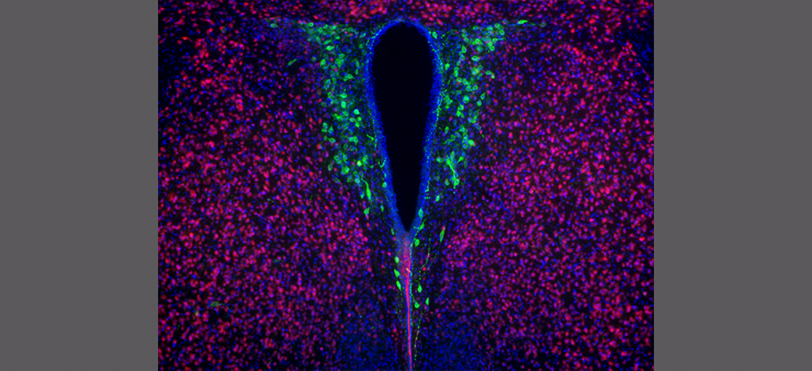 Researchers showed that while the number of oxytocinergic cells are reduced in the brains of maternal high-fat diet offspring, treatment with Lactobacillus reuteri increases their number.