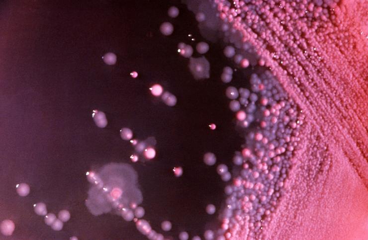 Gam-negative bacteria