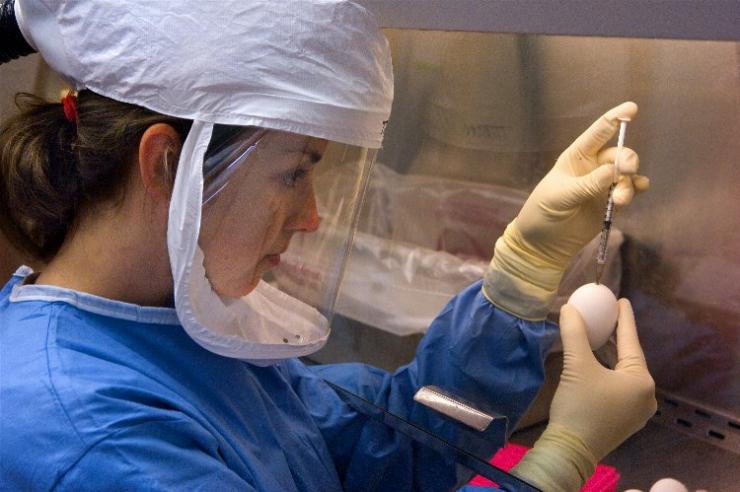 Scientist conducting an experiment with the H5N1 virus in an enhanced BSL-3 facility.
