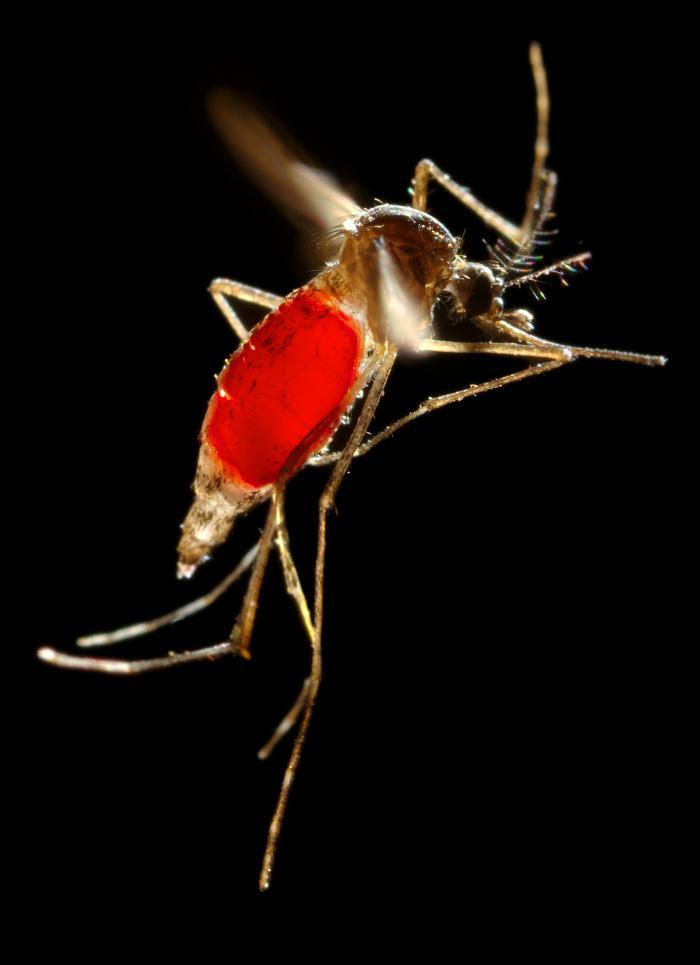 A female Aedes aegypti mosquito with a newly obtained blood meal which is visible in the translucent abdominal exoskeleton.