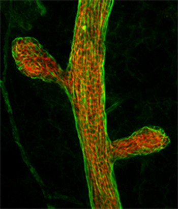 Confocal Microscopy and Image Analysis Core is available to both CNRC personnel as well as college-wide within Baylor as a fee-for-service facility.