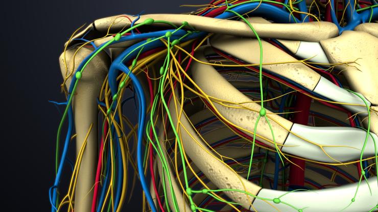 Thoracic Outlet Syndrome - shoulder anatomy