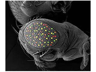 Microscopic image of fruit fly drosophila melanogaster