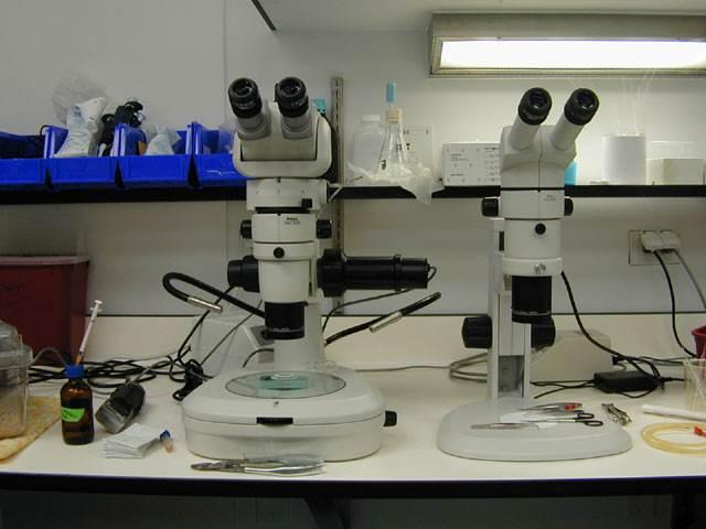 Embryo Transfer Setup