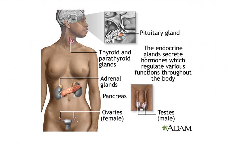 Endocrine System