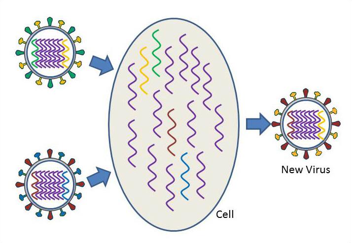 Reassortment of the genetic material of two different influenza subtypes  within an infected cell to produce a new virus subtype.