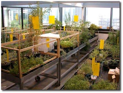 The Greenhouse.