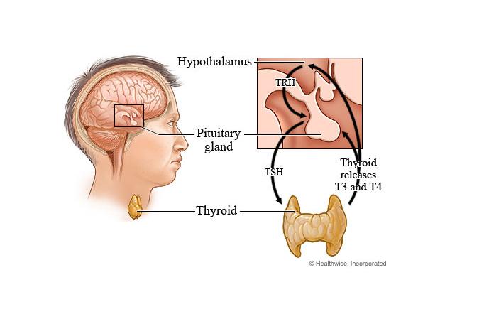 Thyroid Hormone Production