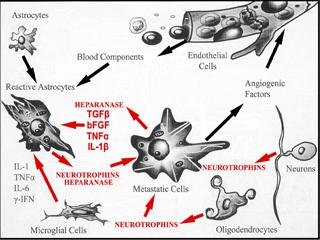 Diagram depicting Heparanase and metastatic cell interactions.