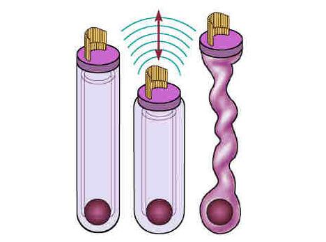 Figure 7. Drawing of outer hair cells showing the effect of different internal pressures