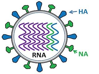 Influenza particle showing the HA and NA spikes on the outside and RNA segments inside