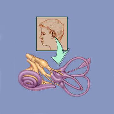 Illustration of the bony chambers of the inner ear