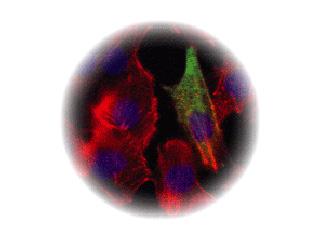 MLP staining of C2C12 myoblasts