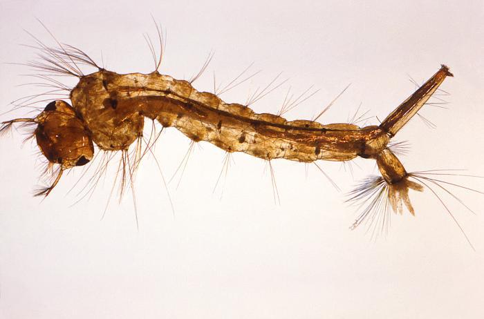Enlarged view of the larval stage of the Culex quinquefasciatus mosquito, one of the carriers of West Nile virus
