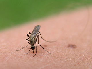 Dengue virus is spread through mosquitoes, similar to the way in which West Nile virus is transmitted. However, it is spread by a different mosquito, mostly the Asian tiger mosquito, which is rampant in Houston.