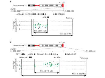 Two chromosomes show duplications in genetic material between vertical lines. These areas contain the SHANK3 genes. Image courtesy the journal Nature