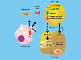 news-112713-vprmetabolic (320x240)