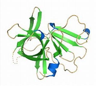 A representation of the X-ray structure of the Norwalk virus protease showing details of its architecture