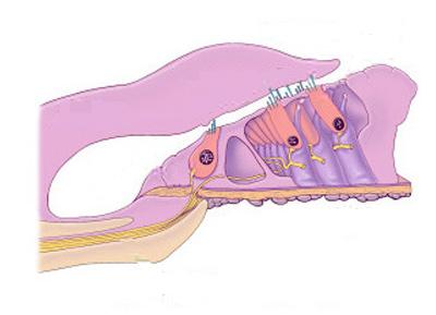Figure 5. A drawing of the organ of Corti