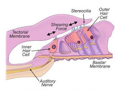 The Organ of Corti