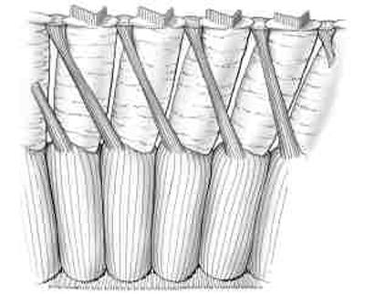 Figure 6. View of portion of the third row of outer hair cells