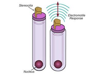 The Outer Hair Cell