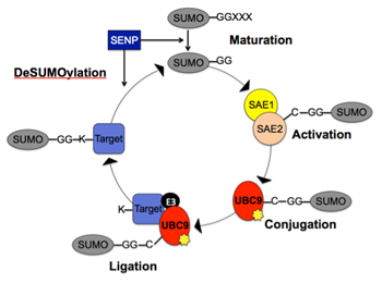 The SUMOylation Cycle