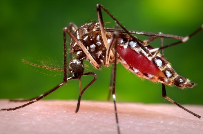 A female Aedes aegypti mosquito in the process of acquiring a blood meal from a human host.