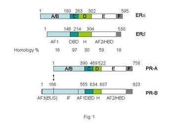 Estrogen Receptors in Breast Cancer Progression