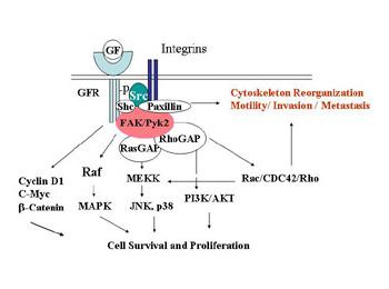 Tamoxifen Resistance