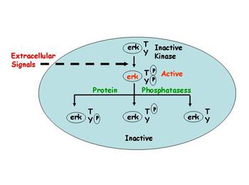 Tamoxifen Resistance