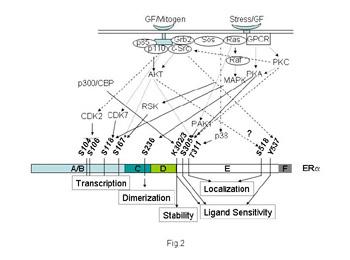 Estrogen Receptors in Breast Cancer Progression