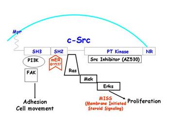 Prognosis of Breast Cancer