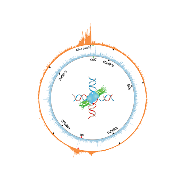 The colored wheel offers scientists a way to visualize the interactions between many proteins and DNA in a four-way DNA junction near a reparable double strand break in E. coli. (Jun Xia/BCM, Qian Mei/Rice University)