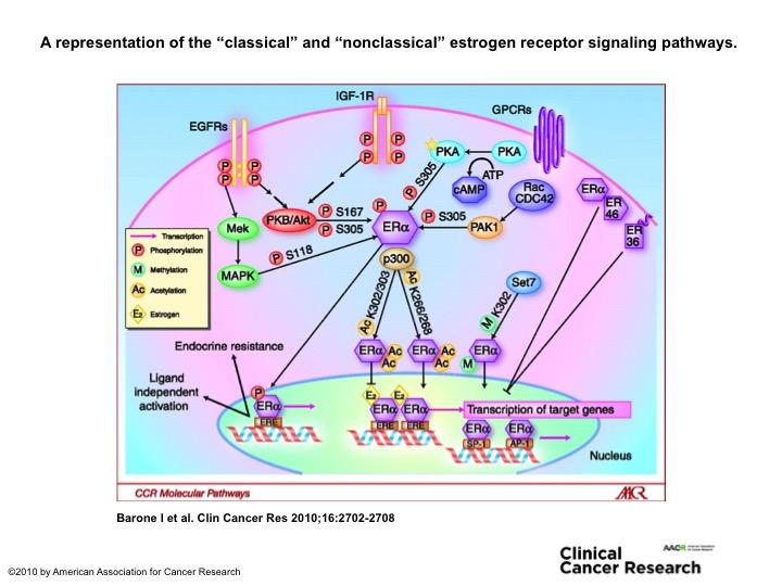 fuqua lab breast center lab