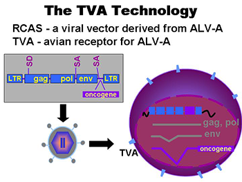 TVA Gene Delivery System
