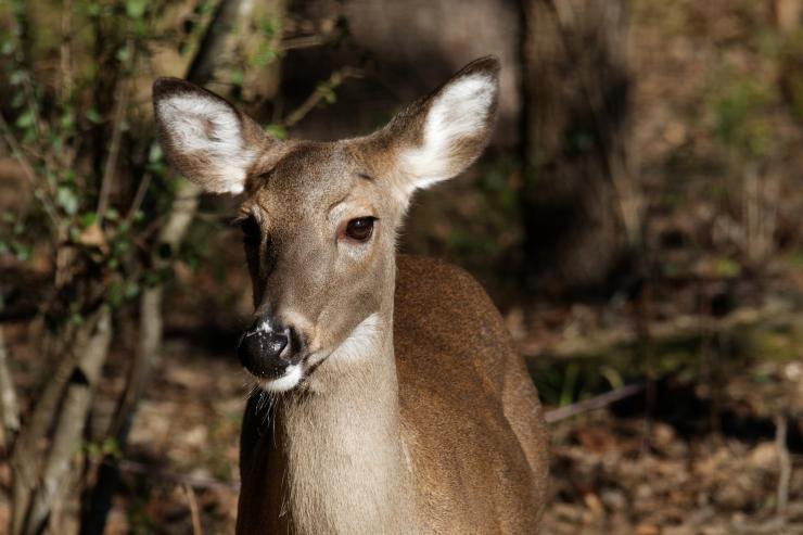 The whole genome of the common white-tailed deer has recently been made public by the National Center for Biotechnology Information.