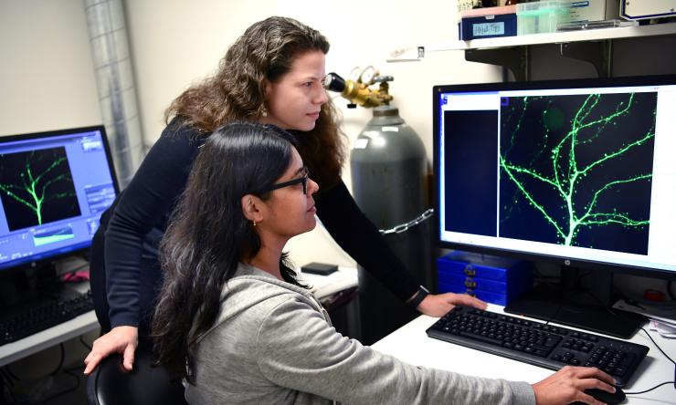 Kimberly Tolias Lab Neuroscience