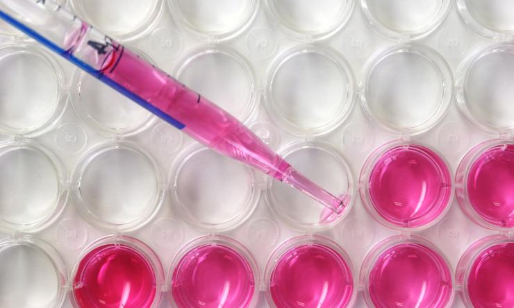 A colored liquid being placed in modules on a tray for research purposes.
