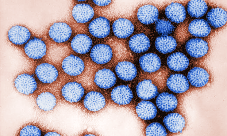 This 1981 digitally-colorized transmission electron microscopic (TEM) image revealed some of the ultrastructural morphology of a number of intact rotavirus, double-shelled particles.