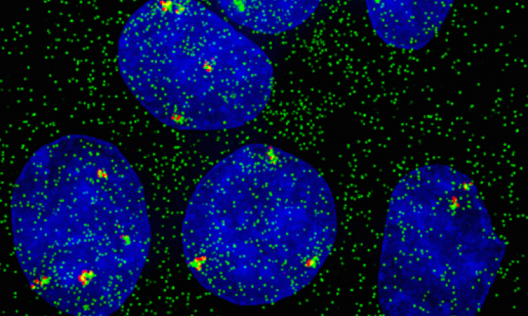 Visualizing single-cell, single-gene expression. 