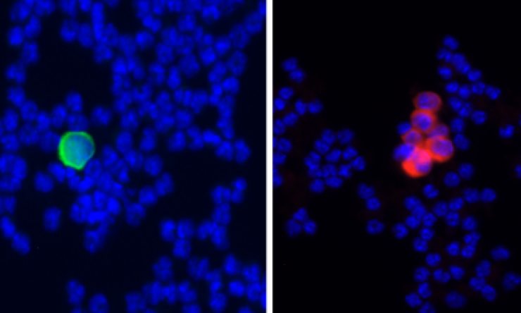 Single Cell and Cluster Cell