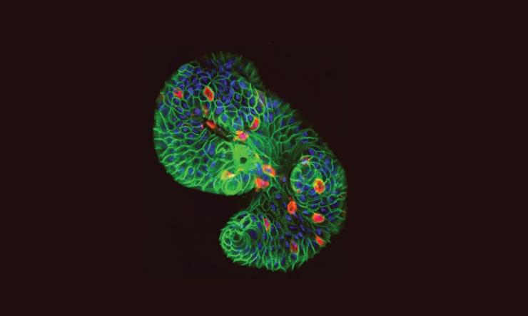 JVI-cover-image2-crop