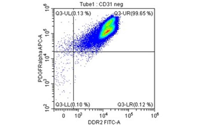 Cardiac fibroblasts isolated from the mouse heart are analyzed by flow cytometry.