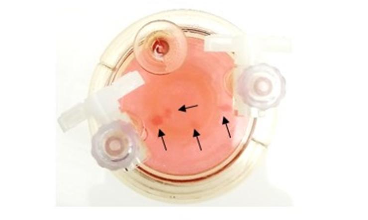3-D tissue culture with arrows pointing to tissue formation.