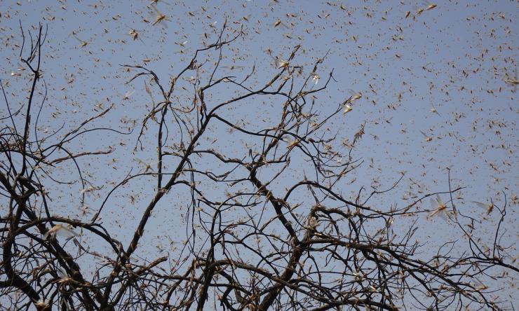 Locust swarm