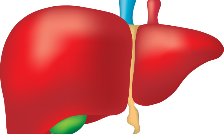 drawing of a liver