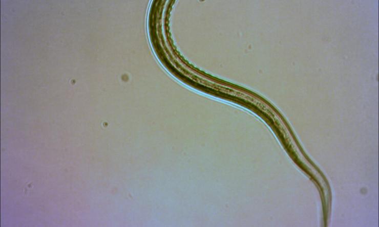 Hookworm