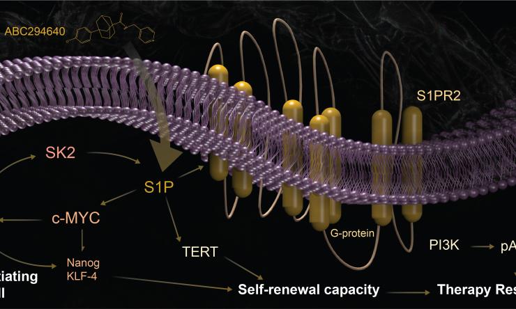 SNAI1 drives dysfunction of sphingolipid metabolism by activating S1P pathways to amplify TIC self-renewal capacity and RT resistance 